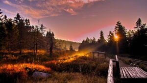 Seo Agency in Germany